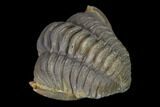 Wide Enrolled Flexicalymene Trilobite - Mt Orab, Ohio #137482-2